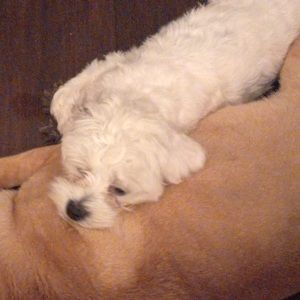 Meet your Posher, Justin